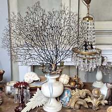 Große schwarze Koralle, Gargonie,Fächer 53cm x 63 cm