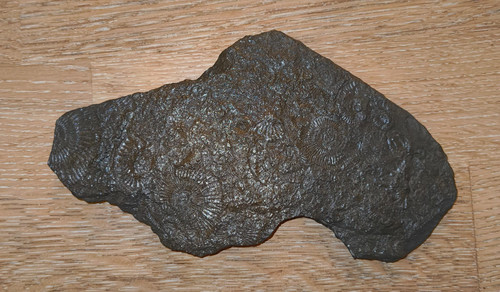 Ammoniten fossilien - fossilien, –