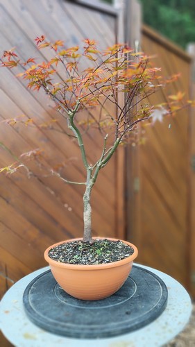 Acer palmatum bloodgood - ", "-