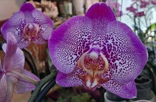 Phalaenopsis Hybride' im Bogen schöne gesunde kräftige Pflanze zZ nicht blühend.