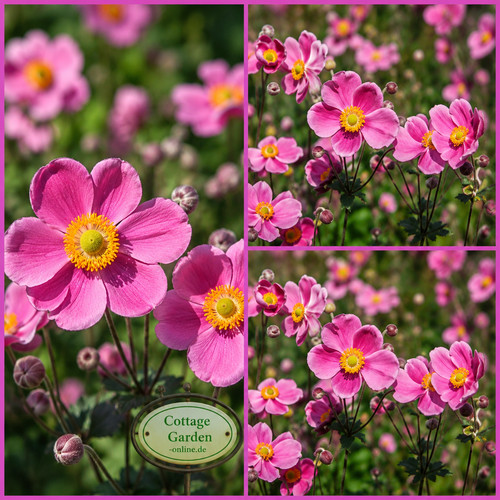 Herbstanemone anemone - herbstanemone,
