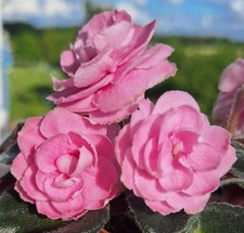 Usambaraveilchen African