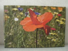 Wandbild Fotodruck auf Leinwand Roter Mohn Wanddeko Unikat Fotografie Deko Blüte
