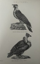 Antiker Druck Geier Gravur um