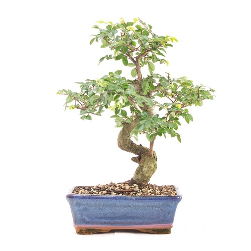 Bonsai chinesische ulme - bonsai,