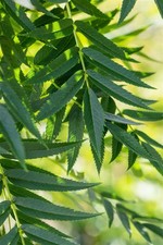 Sorbus 'Dodong', Eberesche