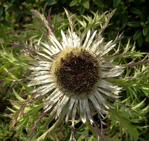 Stengel silberdistel carlina - stengel,