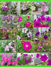 Petunien Samen, bunte Mischung, ca. 100-200 Samen