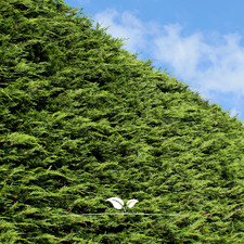 Leyland Zypresse Leylandii