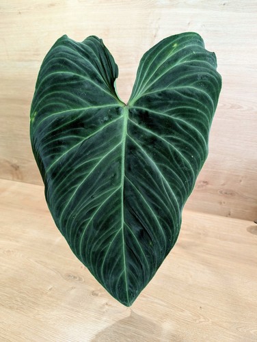 Philodendron splendid - philodendron,