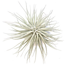 Tillandsien, Tillandsia tectorum, Zimmerpflanze