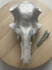 Abguß  SCHÄDEL ROTHIRSCH  Abwurfstangen Hirschgeweih