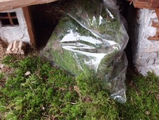 Moos (grün) - Naturprodukt zum Basteln - 2024 - dünnes Waldmoos getrocknet -