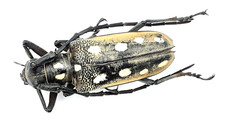 Cerambycidae, Batocera parryi