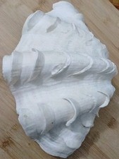 Mördermuschel Tridacna Maxima Muschelschale 28 × 16 cm 