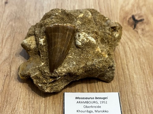 Schöner mosasaurus beaugei - schöner,