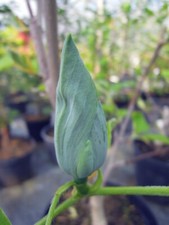 Magnolia Blue Opal, gelb blaue Magnolie, 60-70cm, Rarität, Magnolienbaum