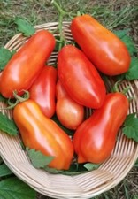 Tomate san marzano samen - san,