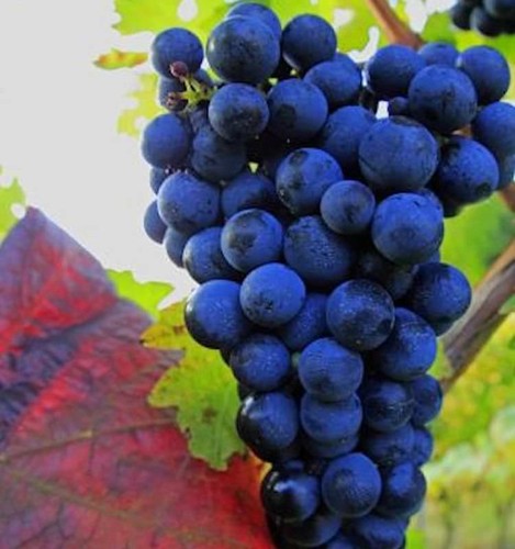 Weinrebe muscat bleu 100cm - muscat, 80-100cm