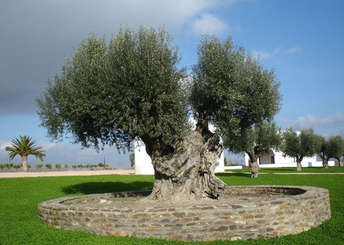 Samen oliven olivenbaum - samen,