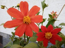 **Weihnachtsgeschenk - Dahlien rot– 20 Blumensamen ”handverlesen**
