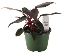 FlowerPotNursery Pink Princess