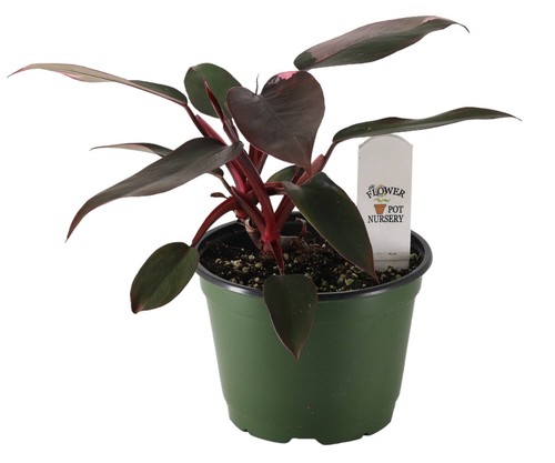 Flowerpotnursery pink princess - pink,