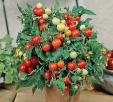 Семена Томат Микро Гном Micro Dwarf Birdie Rouge Ihnenraum Balkone  Tomate