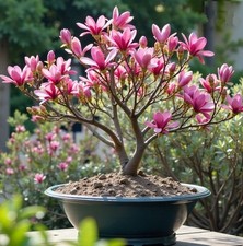 Magnolie stecklinge rosa - rosa-rot, /