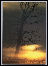 Ansichtskarte Tierpostkarte /