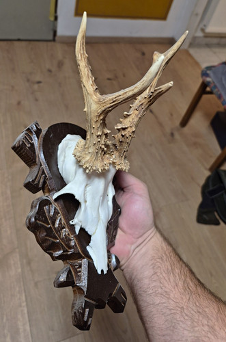 Rehbock geweih trophäe mit - geweih-trophäe,