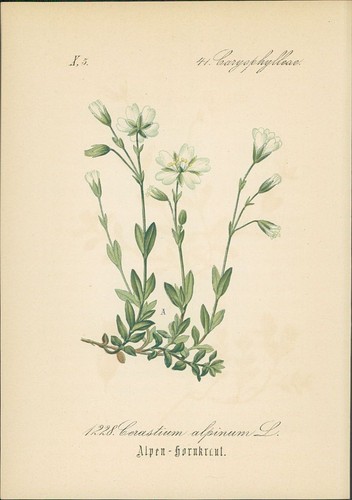 Chromolithographie - ,