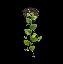 Ficus Pumila, Rankpflanze für Regenwald Terrarien, tropische Terrarienpflanze