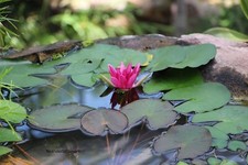 Seerose rot burgundi - seerose,