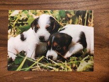 Hundepostkarte Silvergree ? PERSON JACK RUSSELL TERRIER ? AK HUND 