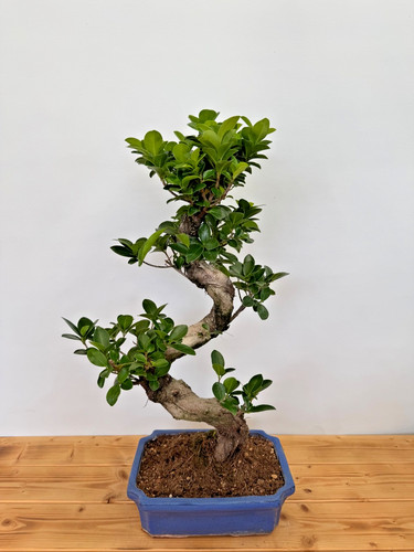 Bonsai ficus microcarpa - bonsai,
