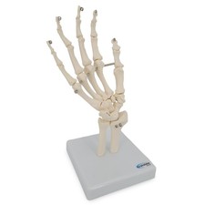 Handskelett hand anatomie - handskelett,