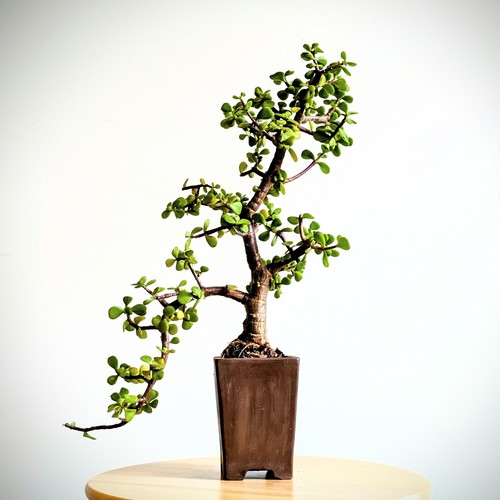 Zimmer bonsai jadebaum - zimmer-bonsai,