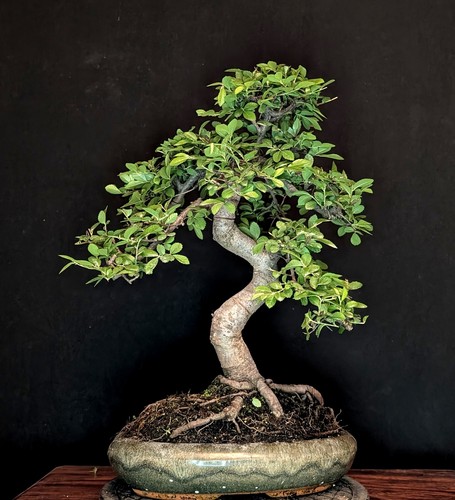 Bonsai chinesische ulme ulmus - bonsai,