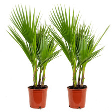 2er Set - Washingtonia Robusta
