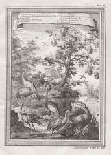 birds Vögel oiseaux Africa Afrika engraving Kupferstich gravure 1750