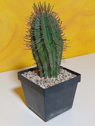 Euphorbia horrida im - cm,