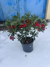 Japanische Skimmie japonica