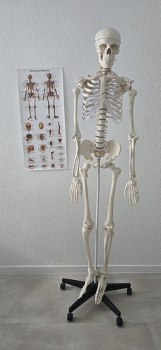 Menschliches anatomisches - menschliches,