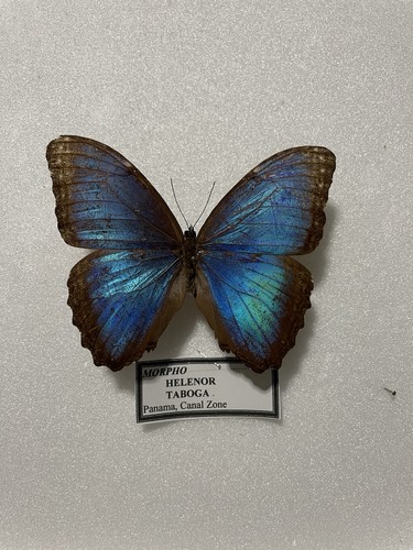 Entomologie morpho helenor - entomologie*morpho,