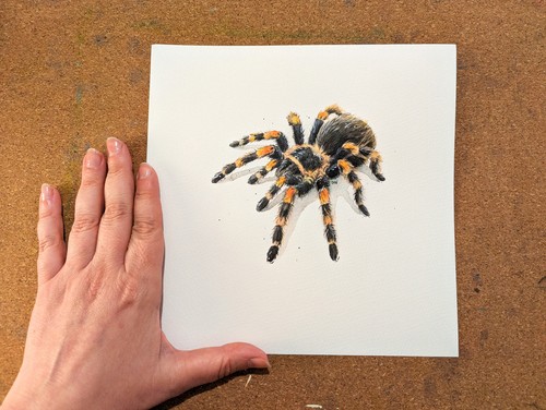 Aquarell vogelspinne kleines - vogelspinne,,