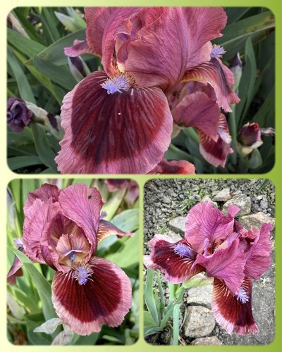 Zwerg schwertlilie iris - zwerg-schwertlilie, iris“