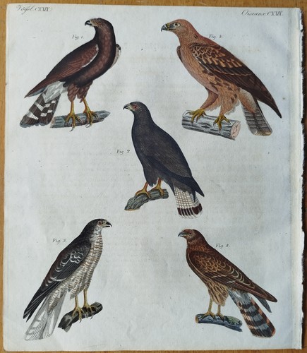 Raubvögel bussard falke - raubvögel, adler