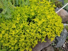 5 Ableger Mauerpfeffer Sedum Gelb am Stück Hauswurz Steingarten Sonnenanbeter