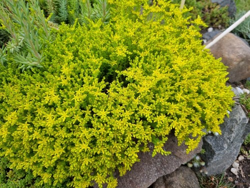 Ableger mauerpfeffer sedum - ableger,